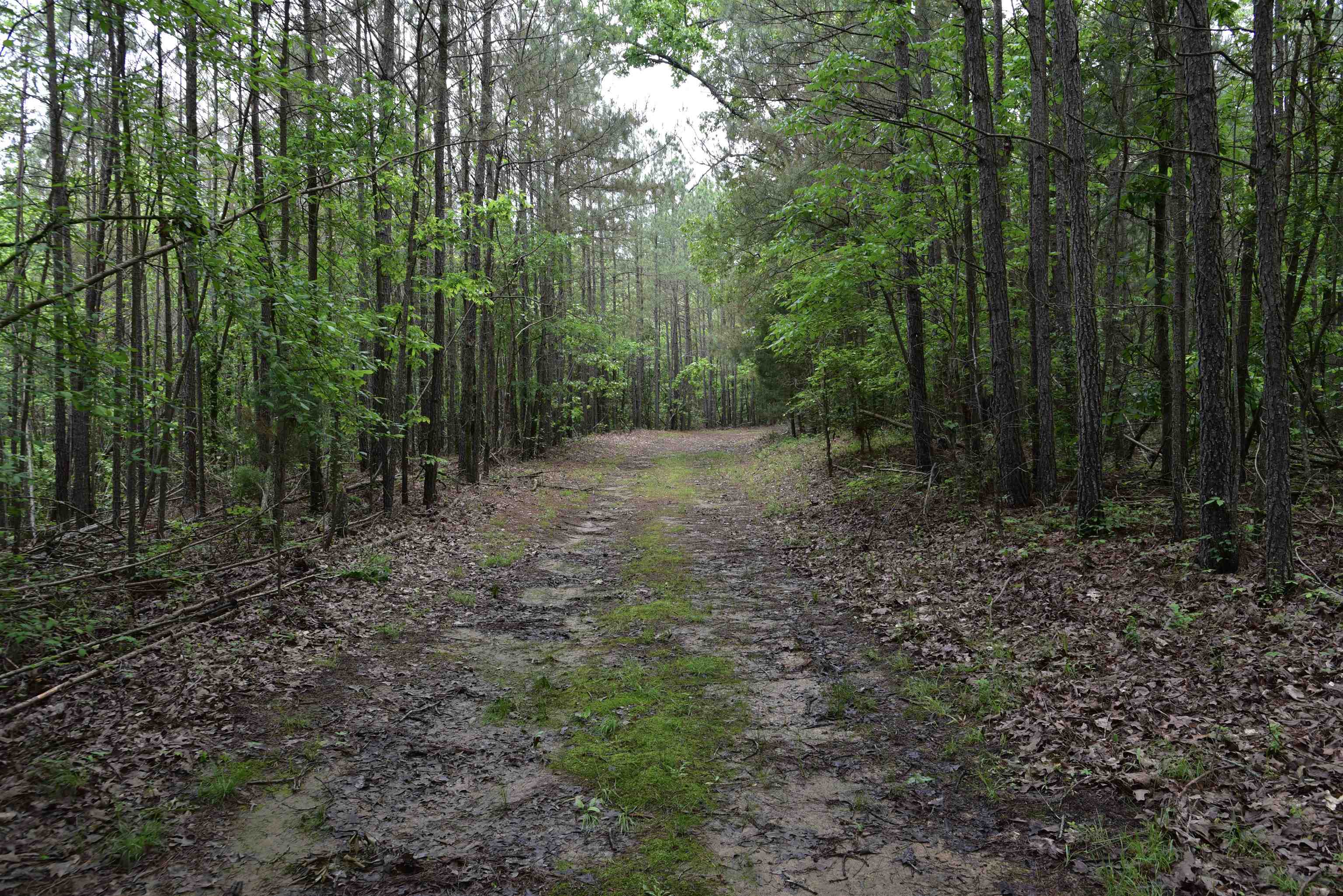 1359 Macks Grove Road Palmersville, TN 38241 - Photo 40 of 40 View of dirt / gravel road with a wooded view
