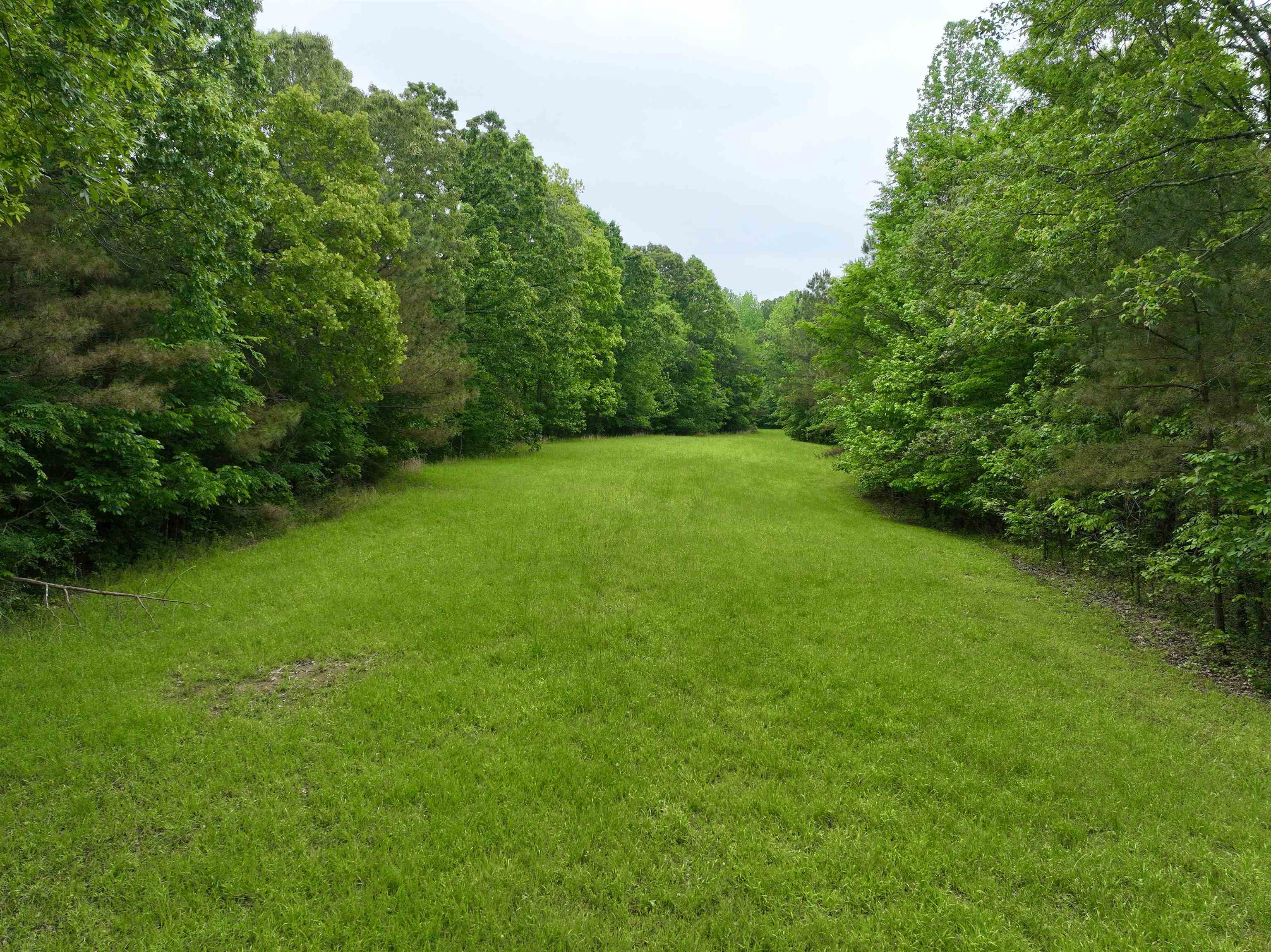 1359 Macks Grove Road Palmersville, TN 38241 - Photo 7 of 40 View of green lawn featuring a wooded view