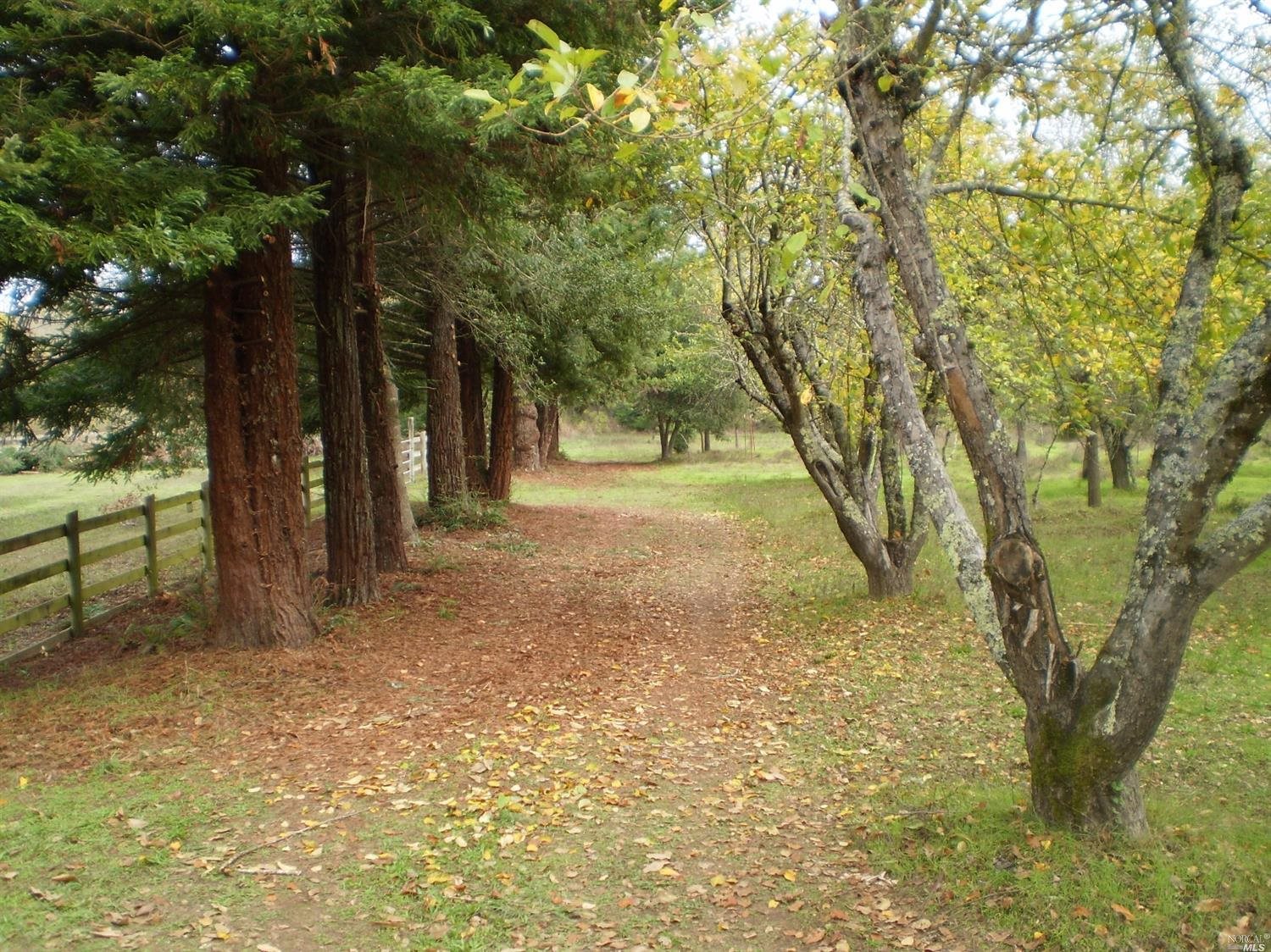 4410 Thomas Road Sebastopol, CA 95472 - Photo 1 of 1 a view of a yard with plants and trees