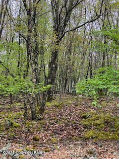 3144 Spring Court Bushkill, PA 18324 - Photo 7 of 16 a view of a yard with large trees