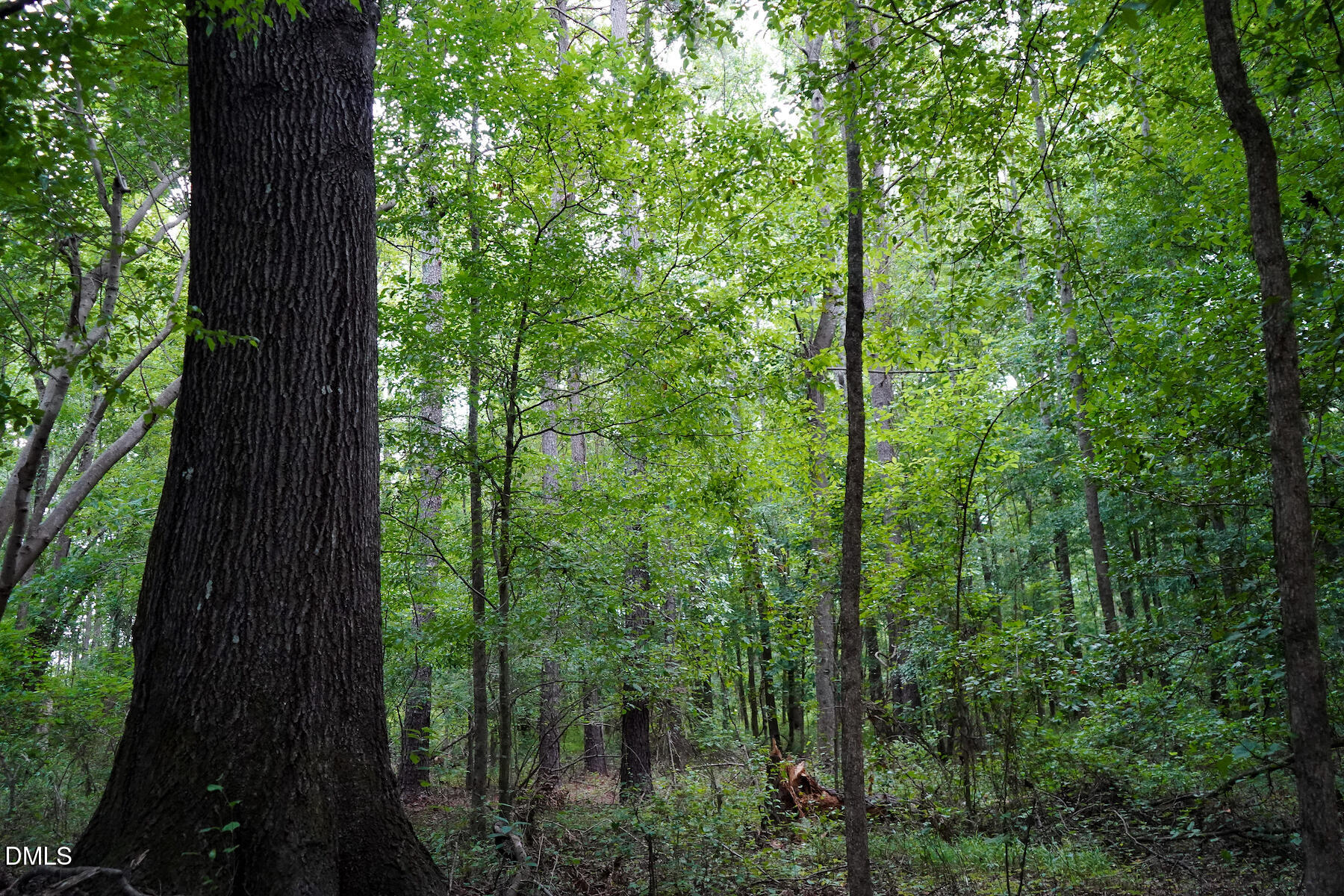 19.2-acres Bunnlevel Erwin Road Erwin, NC 28339 - Photo 19 of 34 19 Paras 19.3 Acres Bunnlevel Erwin Rd
