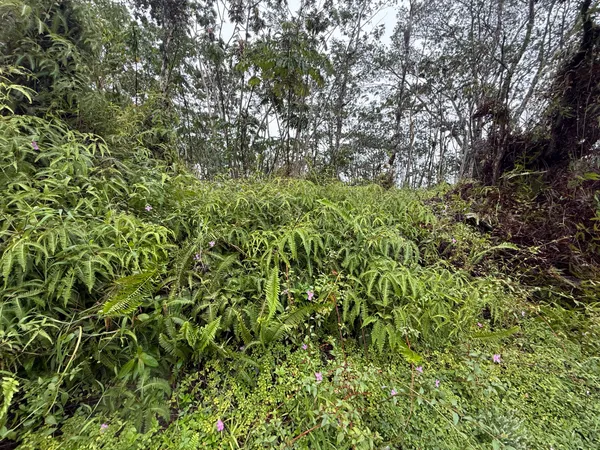 $11,198 | 464 Forest Road, Pahoa, HI 96778