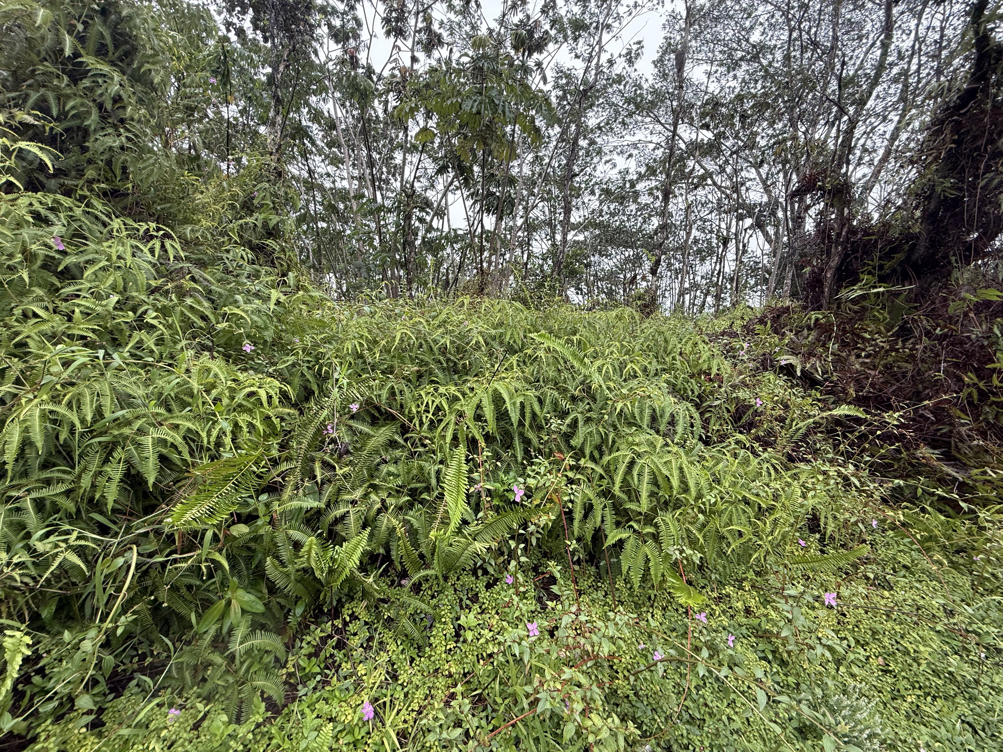 464 Forest Road Pahoa, HI 96778 - Photo 4 of 7