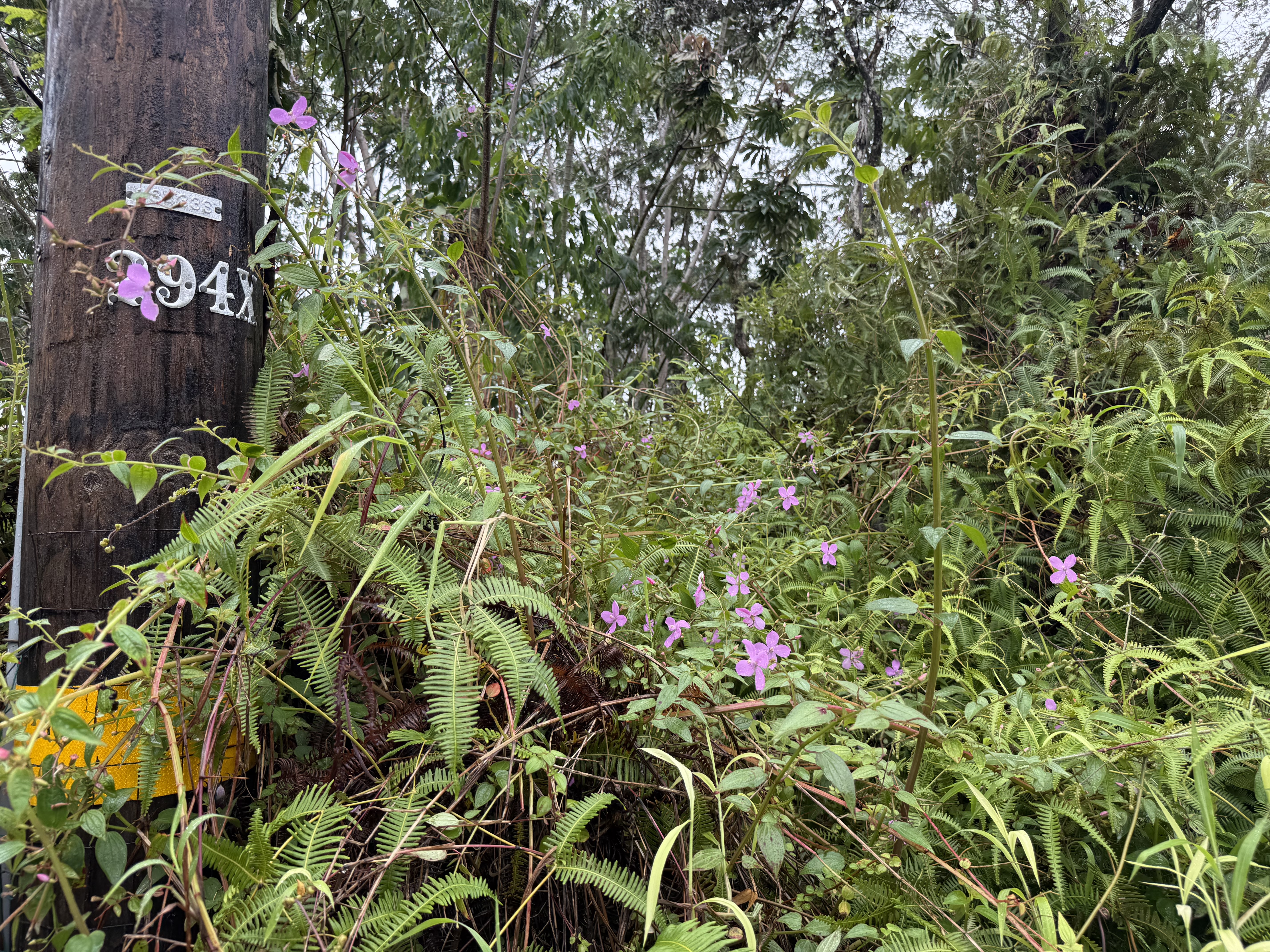 464 Forest Road Pahoa, HI 96778 - Photo 5 of 7