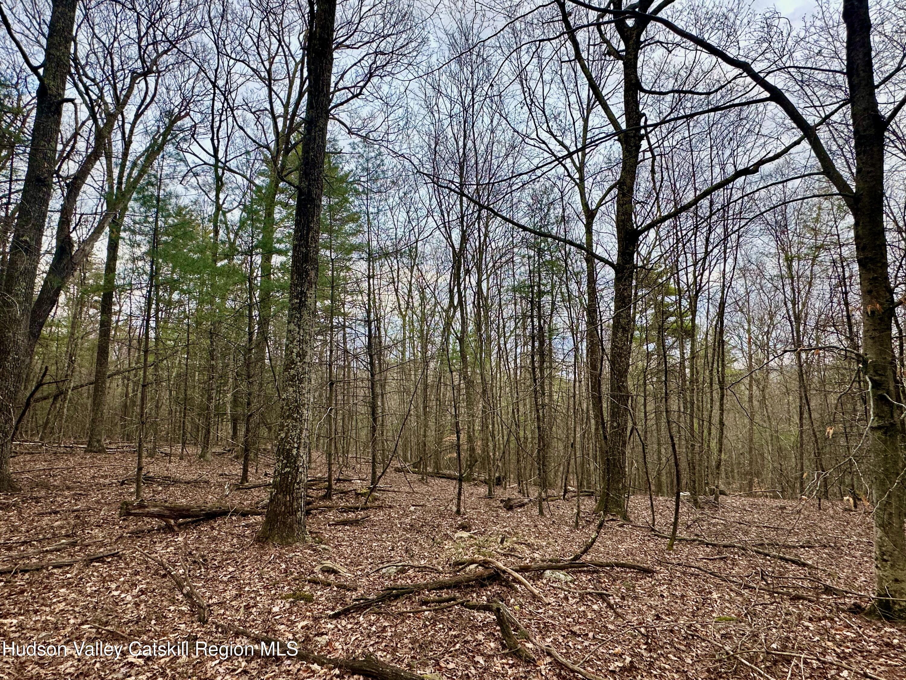44 Cliff Road Accord, NY 12404 - Photo 4 of 19 a view of a backyard with large trees