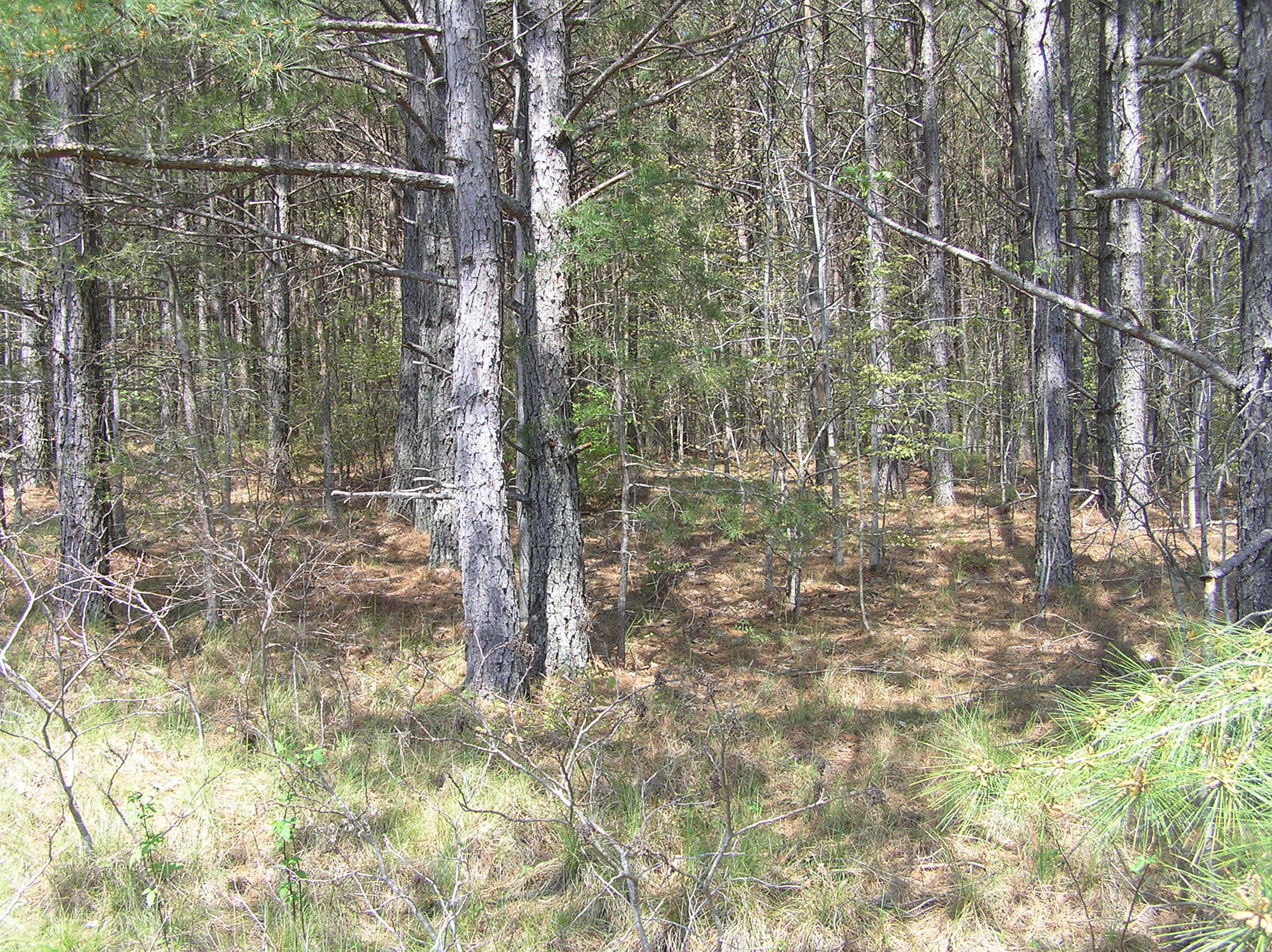 285 Eagle Ridge Road, Unit 6 Graysville, TN 37338 - Photo 2 of 8 P1010026