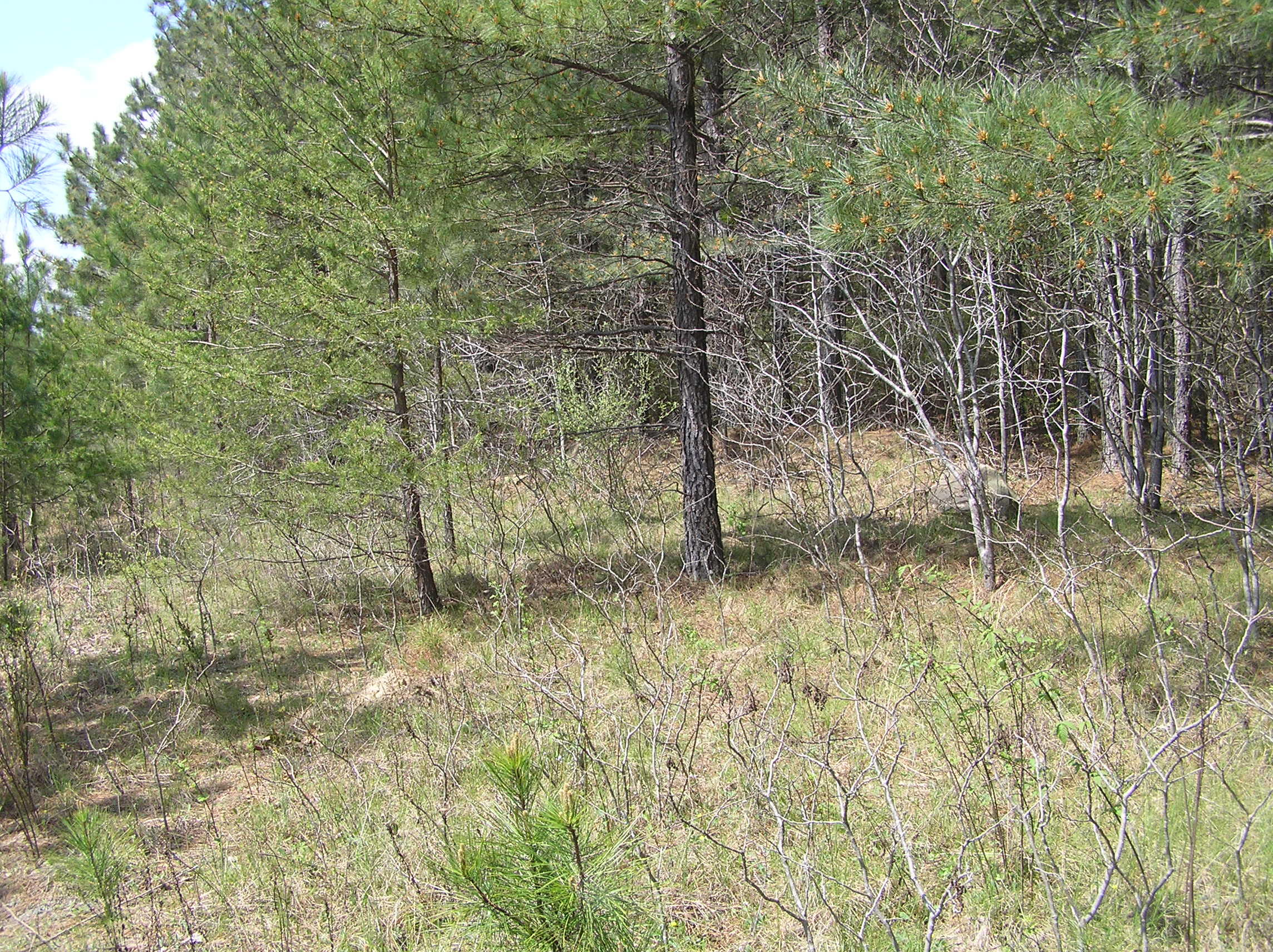 285 Eagle Ridge Road, Unit 6 Graysville, TN 37338 - Photo 3 of 8 P1010027
