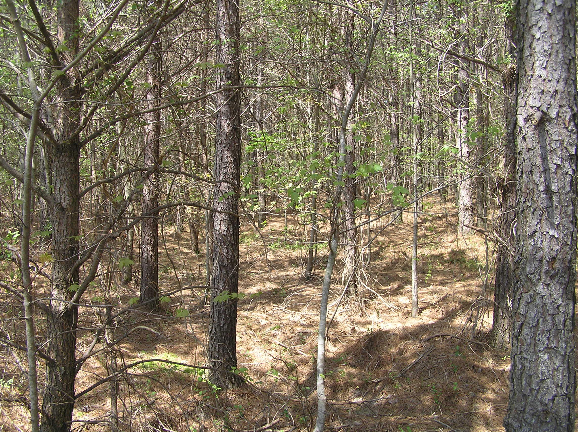 285 Eagle Ridge Road, Unit 6 Graysville, TN 37338 - Photo 5 of 8 P1010029
