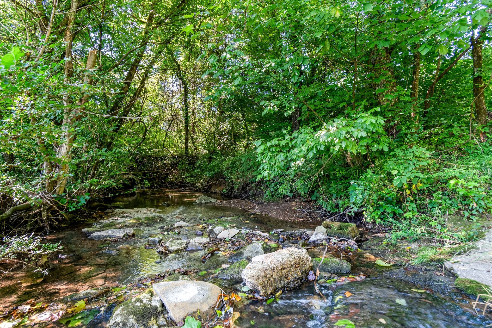 4767 Peytonsville Road Franklin, TN 37064 - Photo 35 of 35 a view of a lush green forest with lots of trees