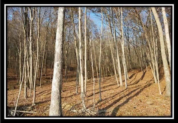 653 George Hollow Road Waverly, OH 45690 - Photo 15 of 27