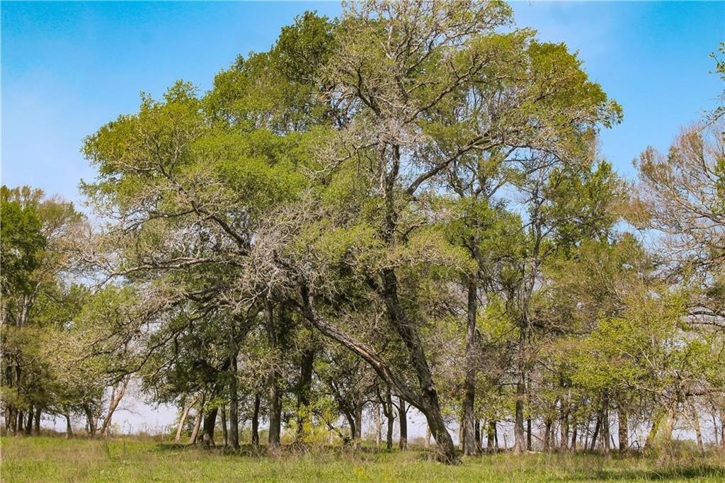 151 Riesel Tx 76682 Riesel, TX 76682 - Photo 5 of 9