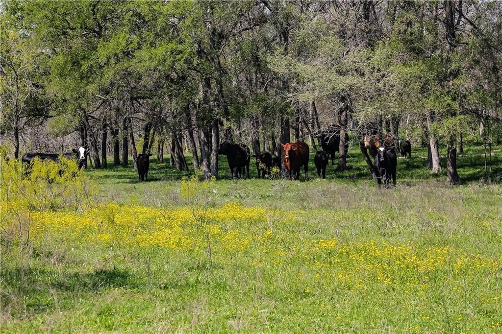 151 Riesel Tx 76682 Riesel, TX 76682 - Photo 6 of 9