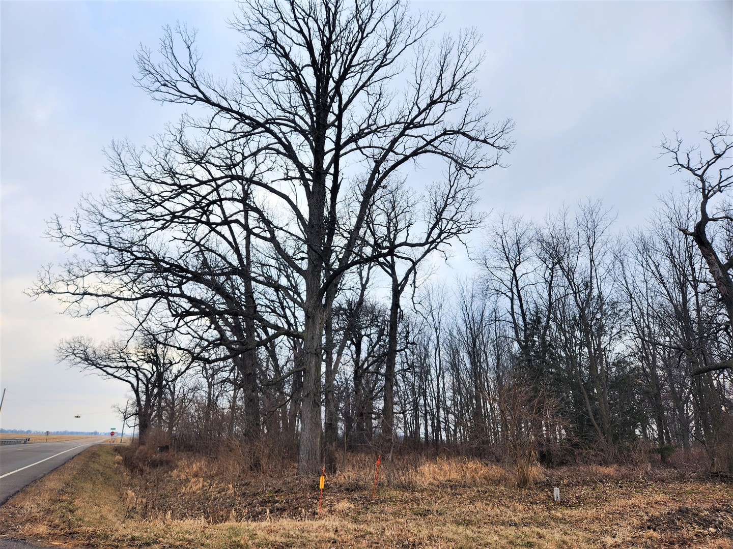 Lot 1 Ramm Road Maple Park, IL 60151 - Photo 2 of 11 a view of a yard with large trees