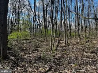 a view of a garden with a tree