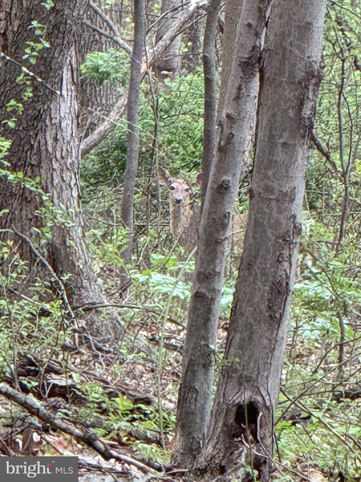 0 Apple Way St. Thomas, PA 17252 - Photo 12 of 27