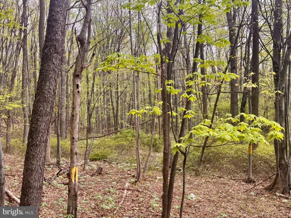 a view of a backyard with trees