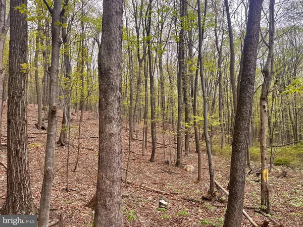 a view of backyard with green space