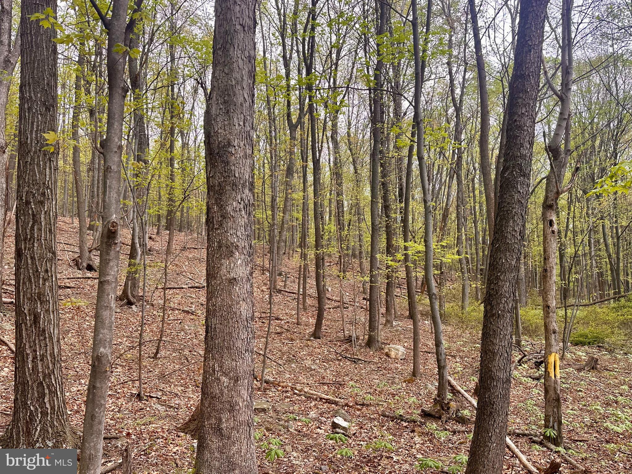 0 Apple Way St. Thomas, PA 17252 - Photo 14 of 27 a view of a garden with a tree