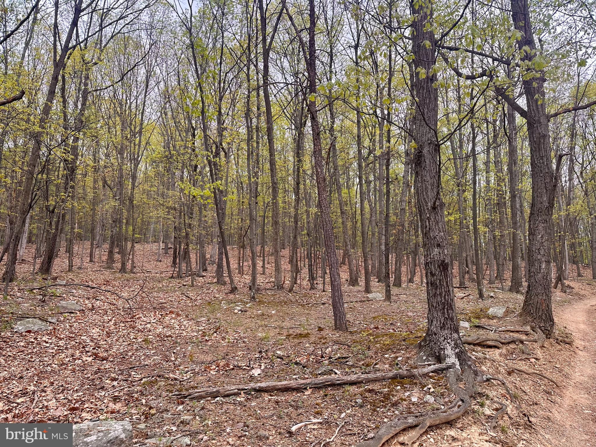 0 Apple Way St. Thomas, PA 17252 - Photo 16 of 27 a view of a backyard with trees