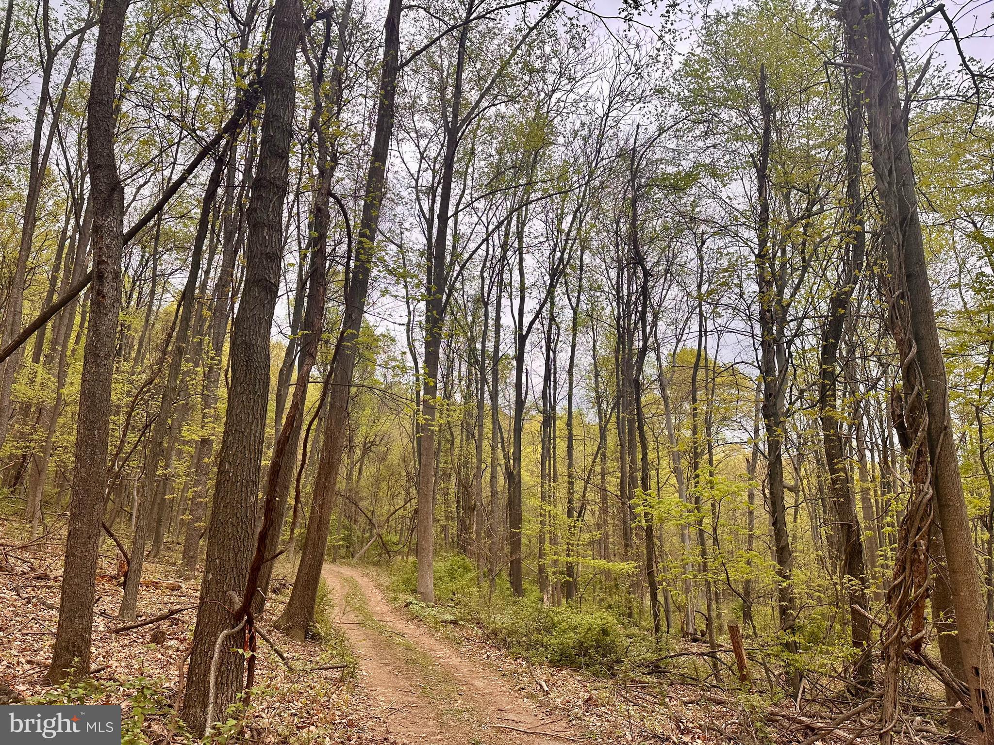 0 Apple Way St. Thomas, PA 17252 - Photo 18 of 27 a backyard of a house with lots of trees