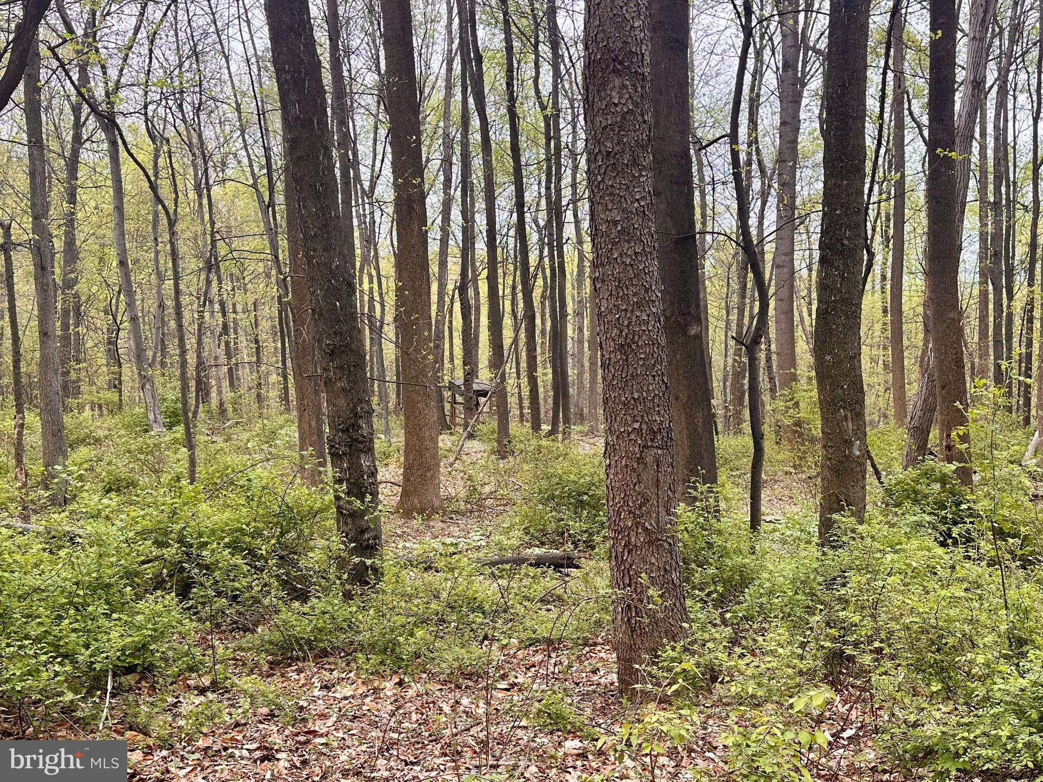 0 Apple Way St. Thomas, PA 17252 - Photo 20 of 27 a view of a garden