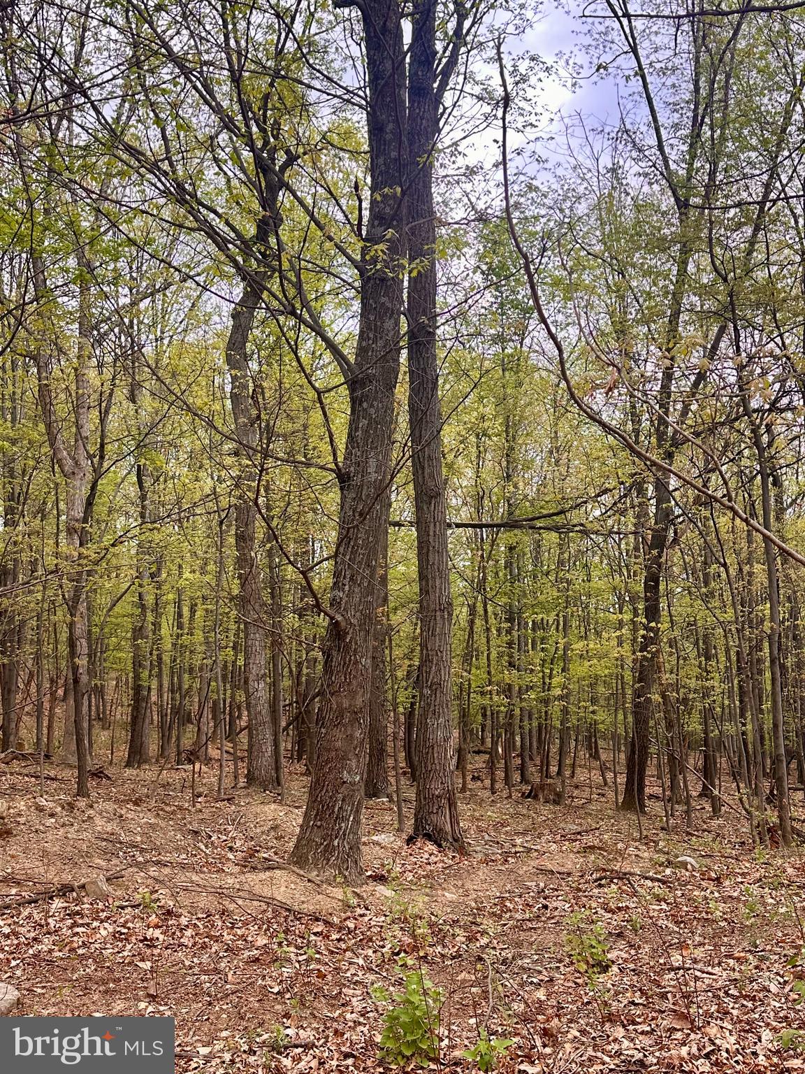 0 Apple Way St. Thomas, PA 17252 - Photo 27 of 27 a backyard of a house with lots of trees