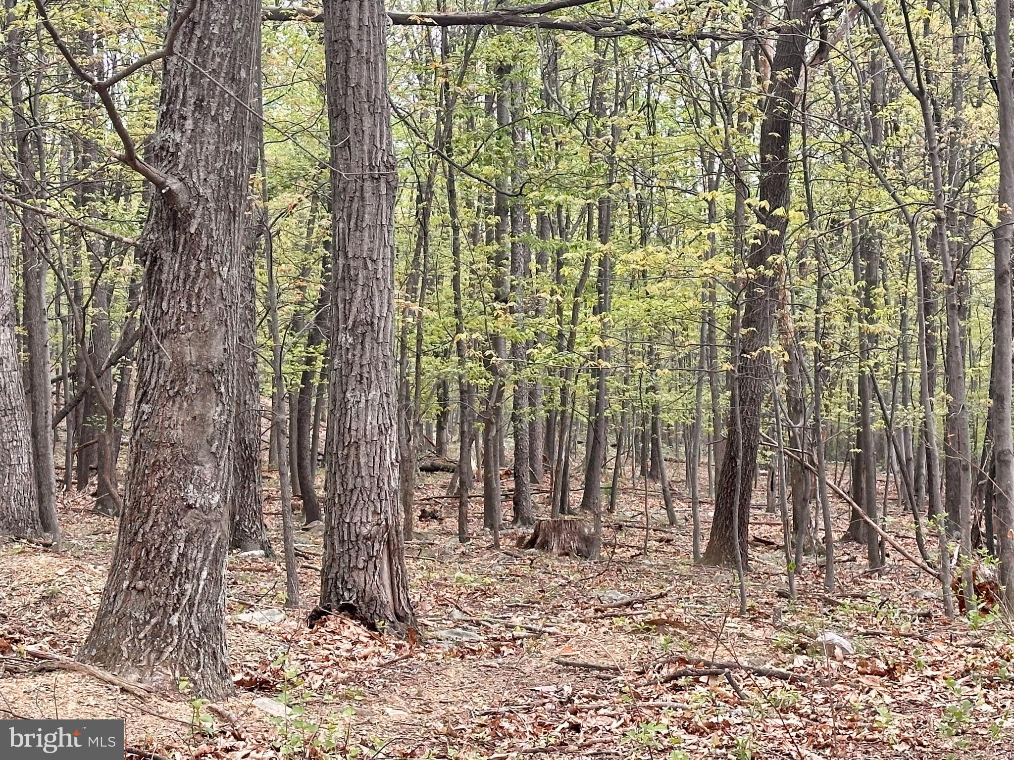 0 Apple Way St. Thomas, PA 17252 - Photo 9 of 27 a view of a backyard of the house