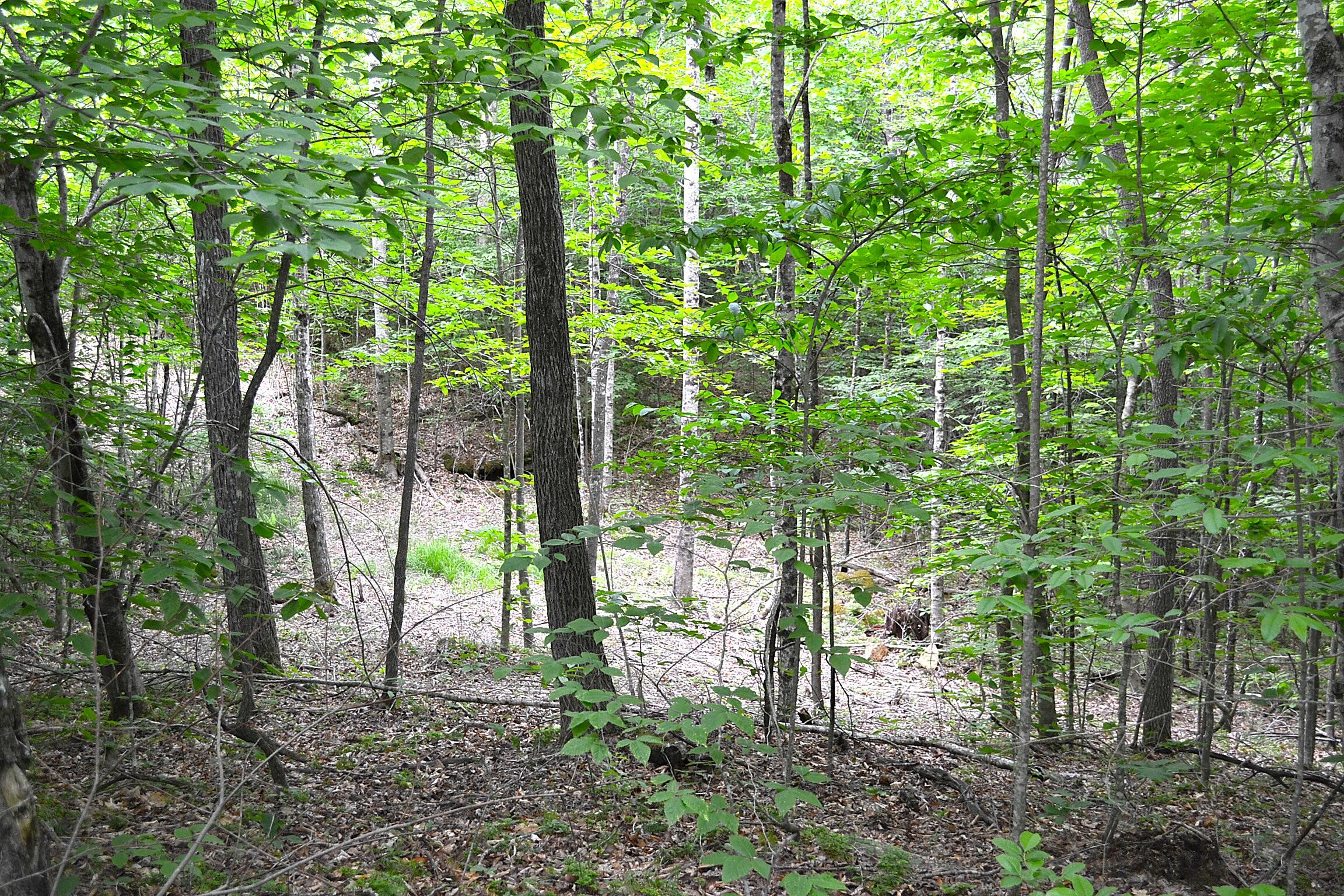 Cold Hollow Road Rainelle, WV 25962 - Photo 27 of 31 Gallery Image 27