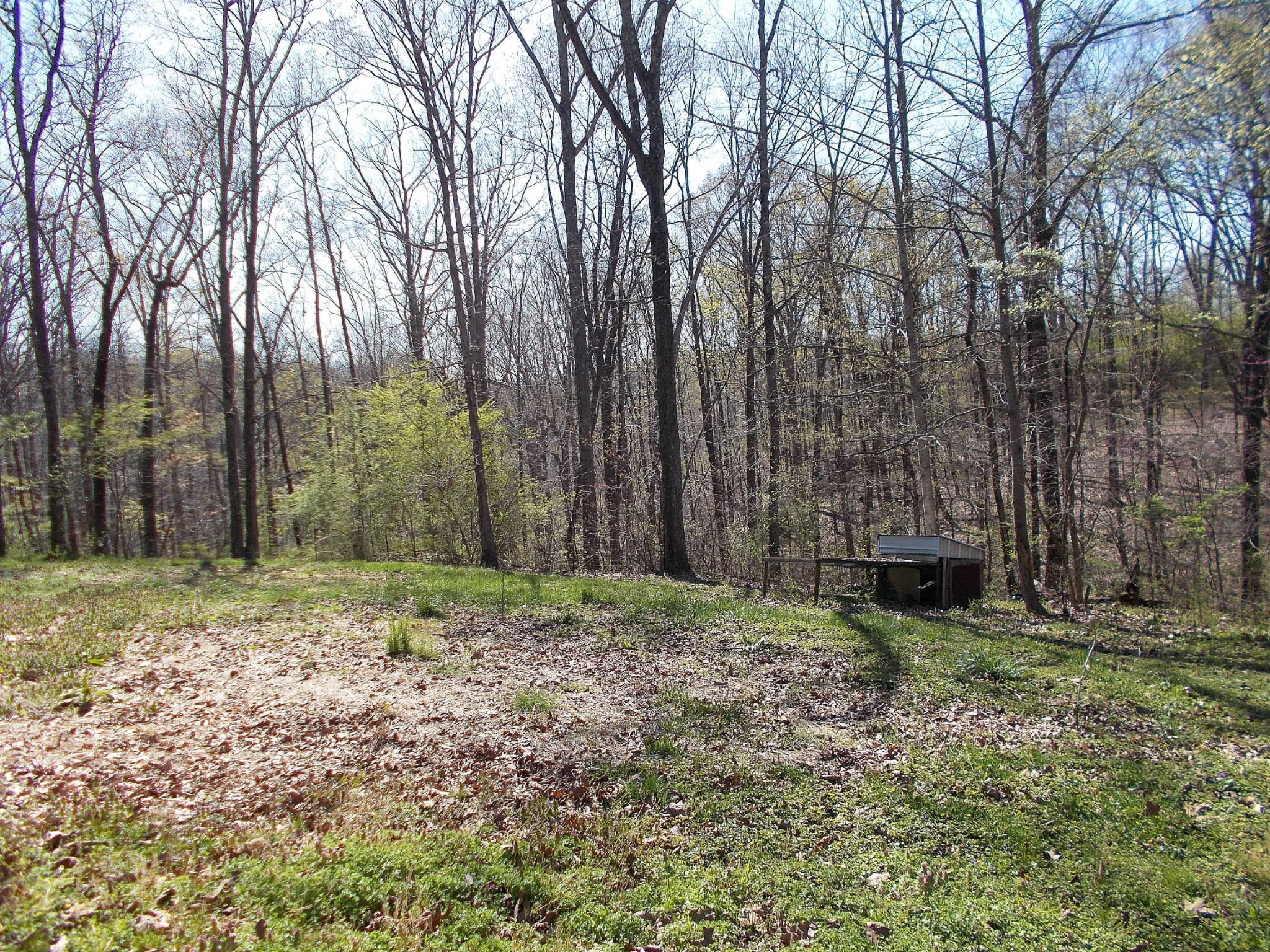 5251 Morgan Creek Road Centerville, TN 37033 - Photo 31 of 31 a view of a backyard with trees