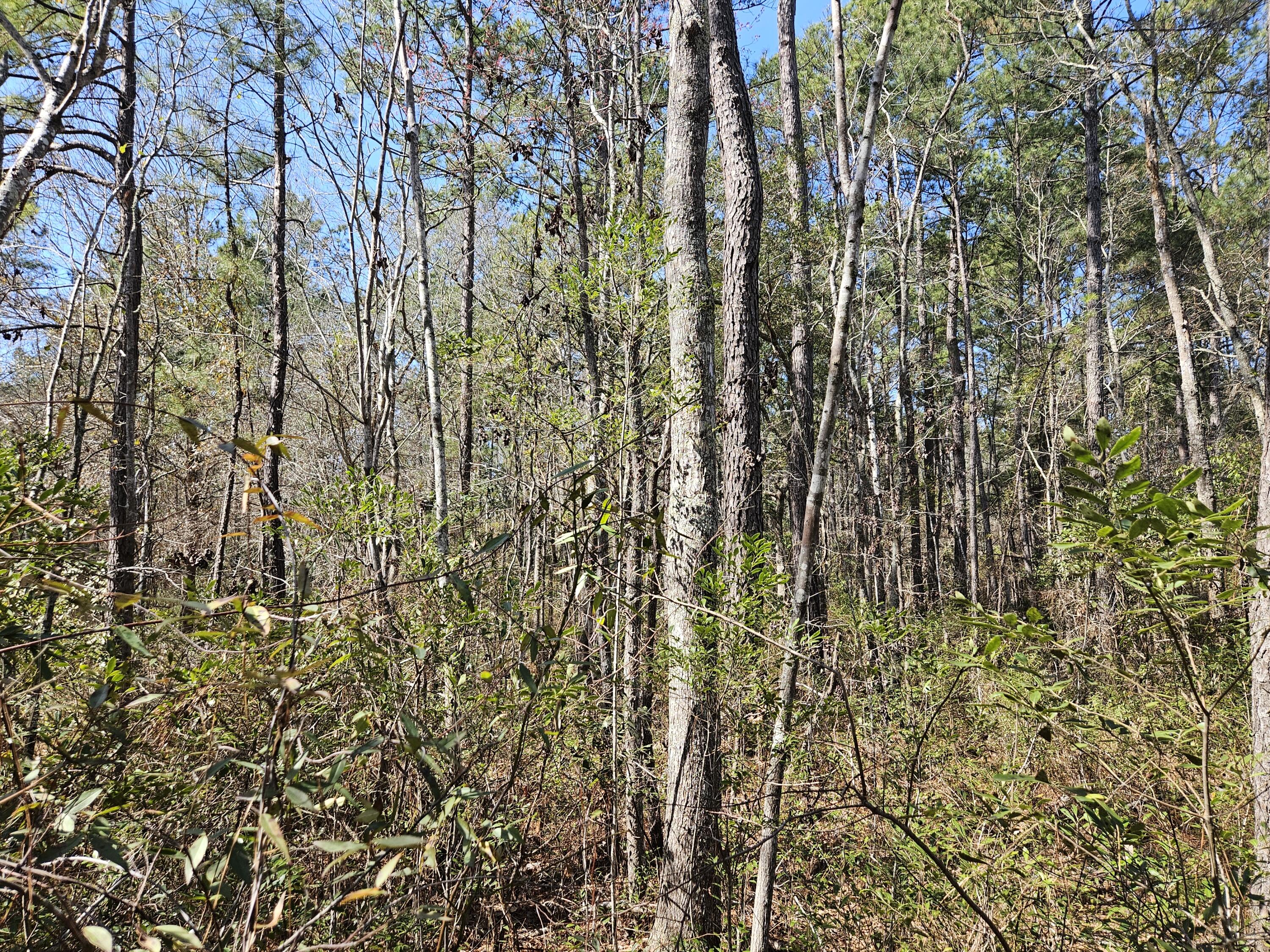 0 Brock Street Georgetown, SC 29440 - Photo 3 of 4 20250224_122552