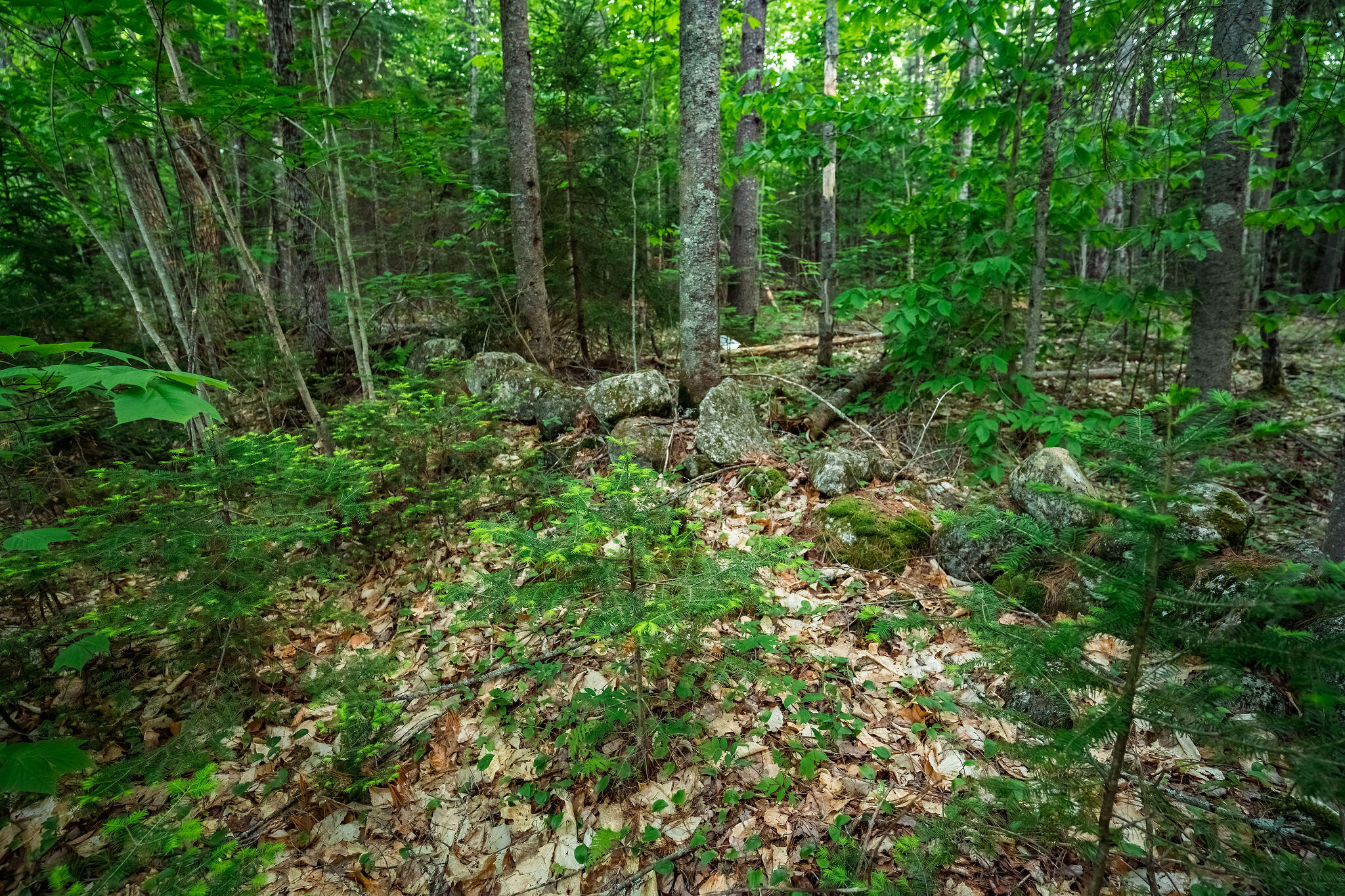 712 Main Street Sumner, ME 04292 - Photo 15 of 15 Woods