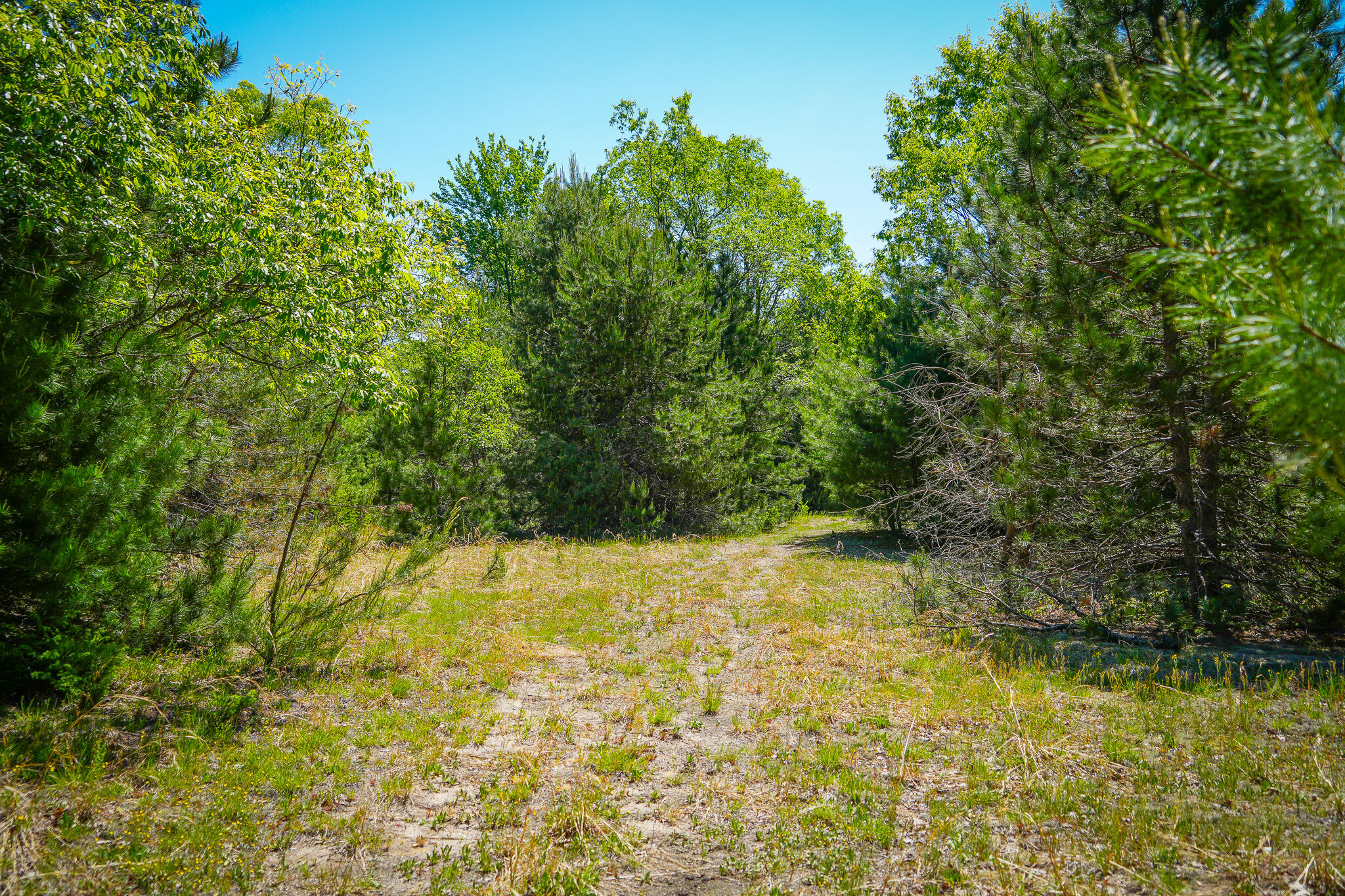 Parcel B Makinen Road Kaleva, MI 49645 - Photo 10 of 38 DSC00246