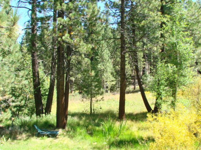 842 Beaver Pond Truckee, CA 96161 - Photo 6 of 10 a view of backyard with tree