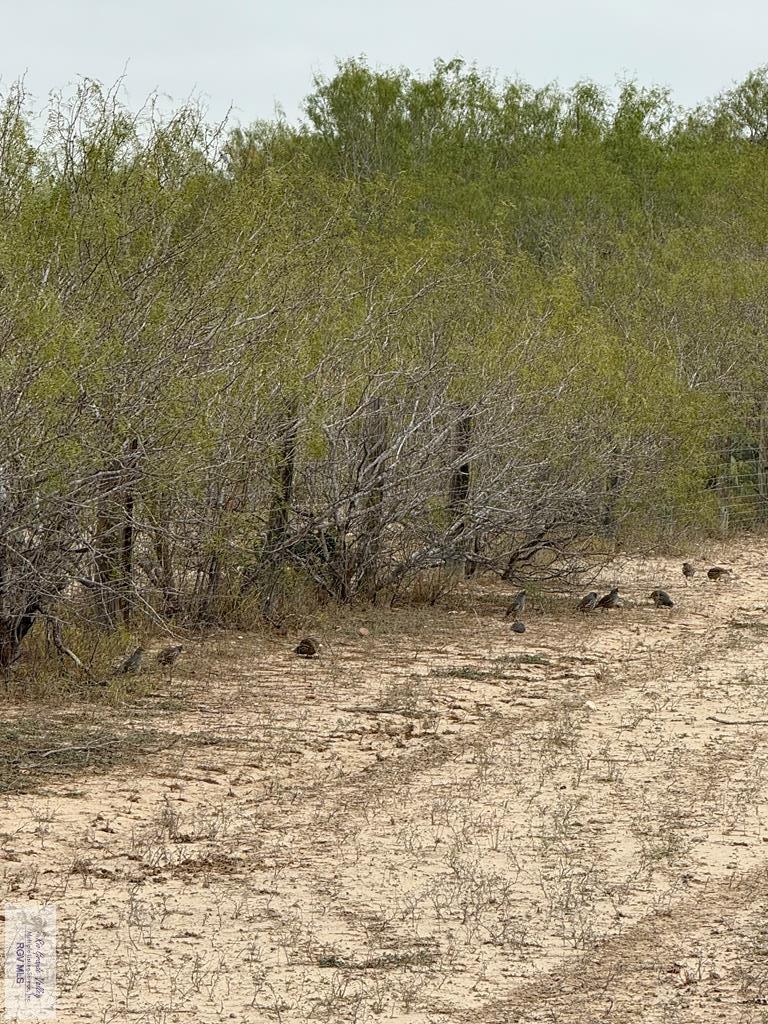 845.9-ac 845.9-ac Haynes Road Zapata, TX 78076 - Photo 20 of 38 Gallery Image 20
