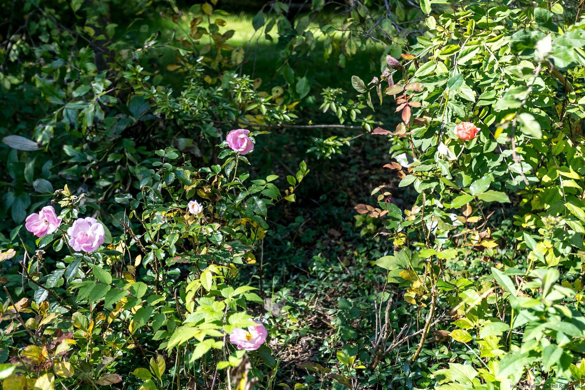 169 Marcott Road Kingston, NY 12401 - Photo 30 of 32 a view of flowers in a bunch