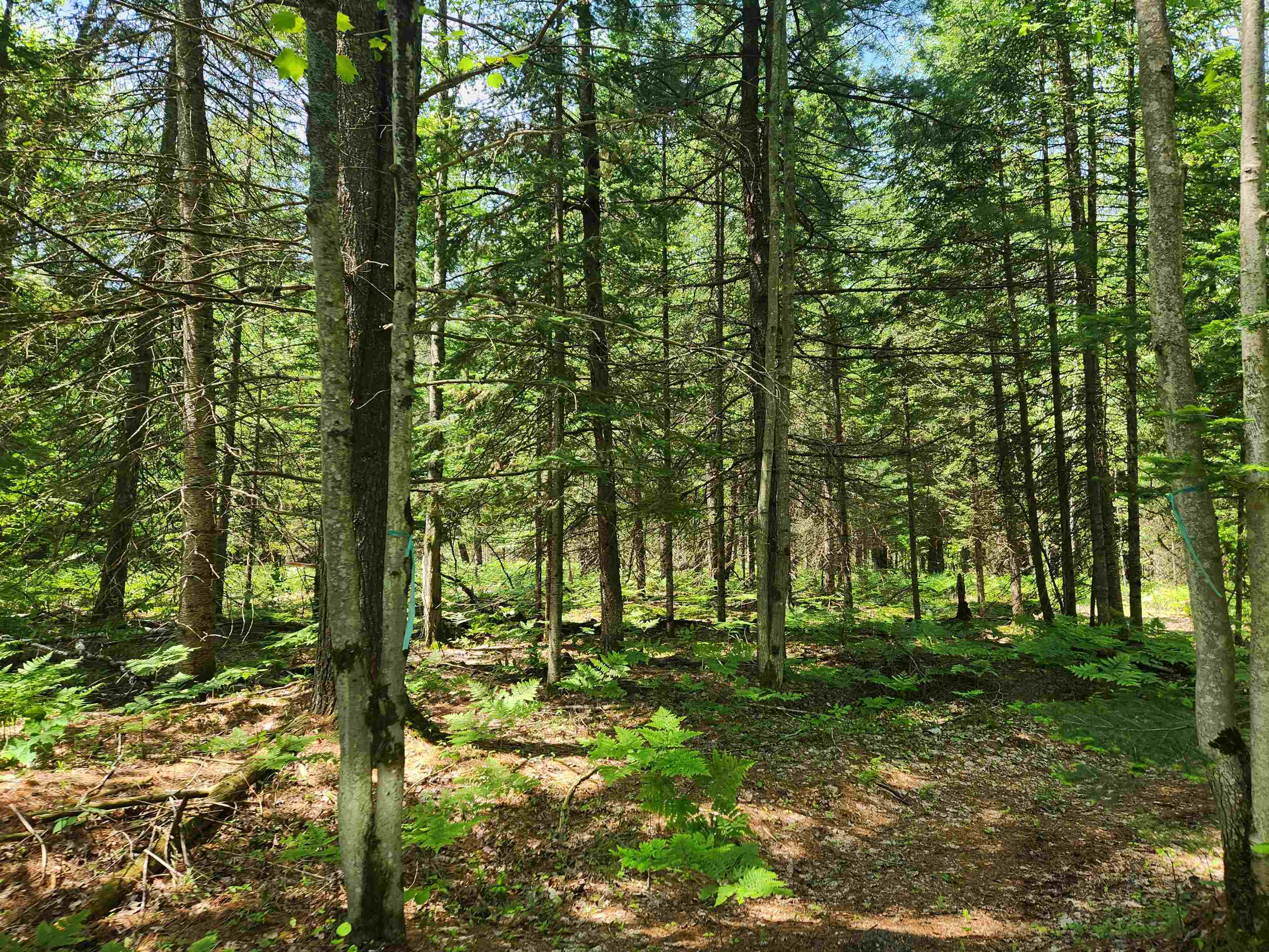 2867 Folks Road Northeast Kalkaska, MI 49646 - Photo 7 of 23 Gallery Image 7