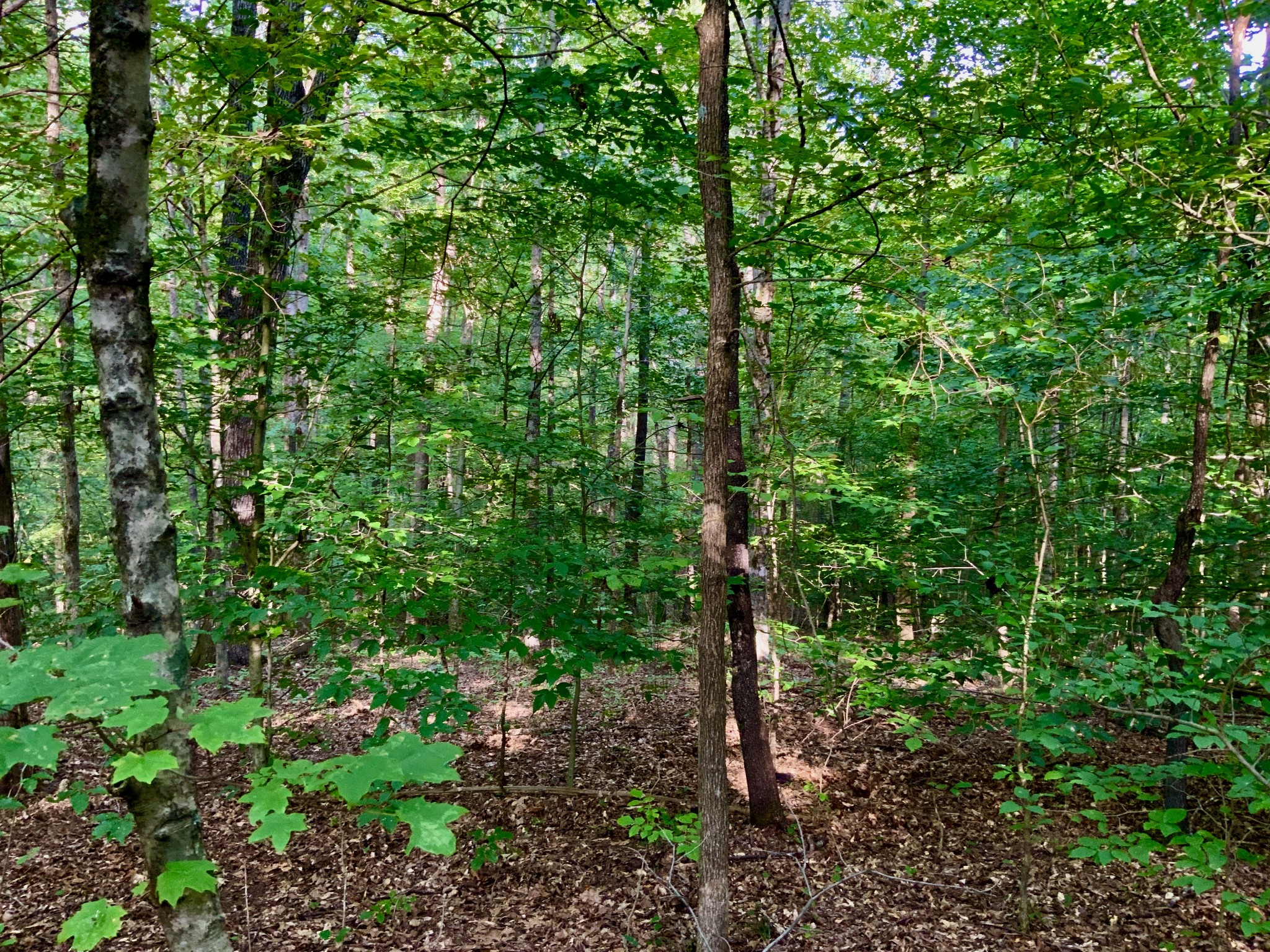 0 Pleasant Hill Road Dover, TN 37058 - Photo 12 of 19 Gallery Image 12