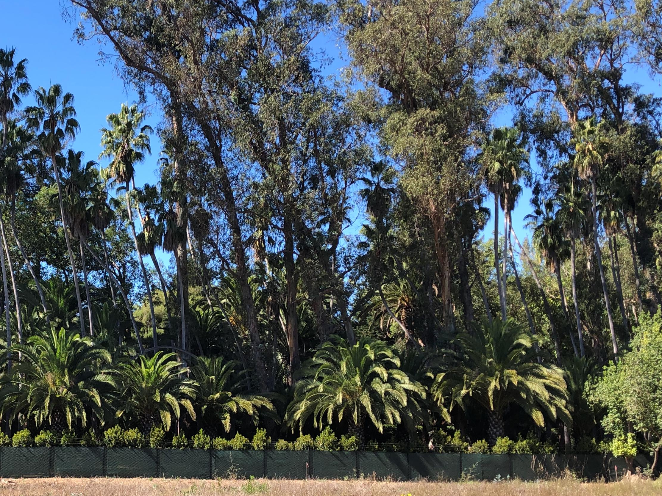 1719 East Valley Road Santa Barbara, CA 93108 - Photo 5 of 5 Palms