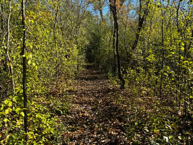 a view of a tree with a plant