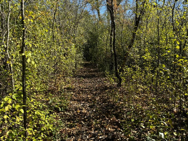 a view of a tree with a plant