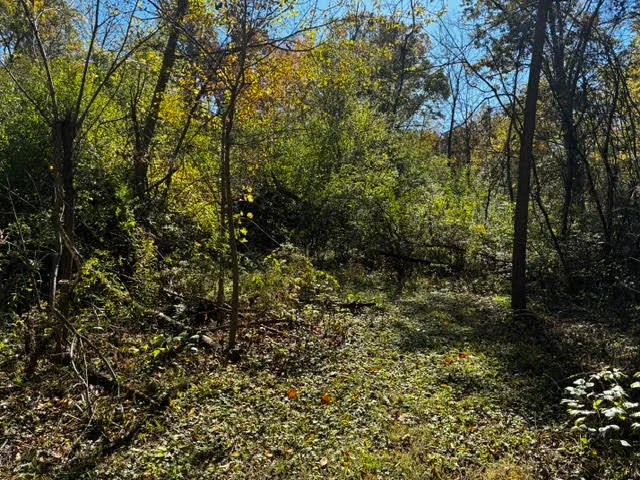 a view of a yard with plants and large trees
