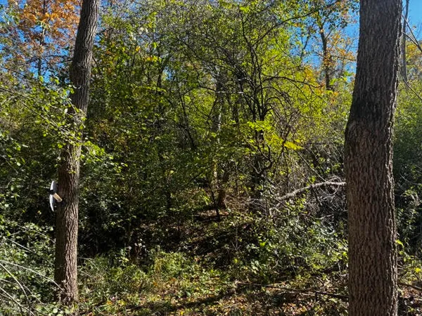 a view of a tree in a garden