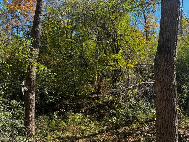 a view of a tree in a garden
