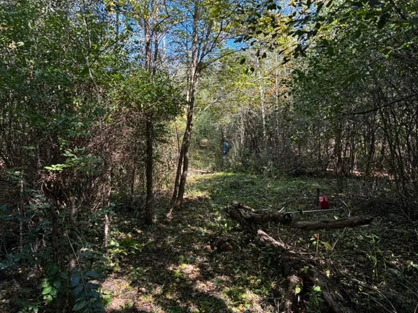 a view of outdoor space and tree