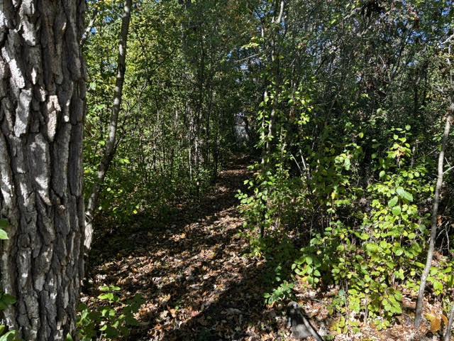 23976 West Beach Grove Road Antioch, IL 60002 - Photo 5 of 13 a view of a tree