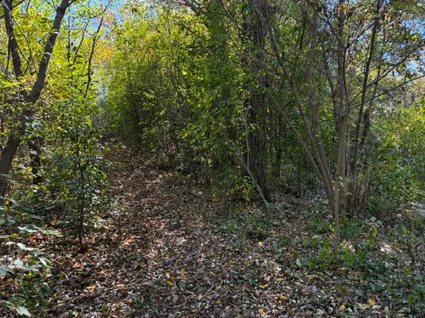 a view of a forest with lots of trees