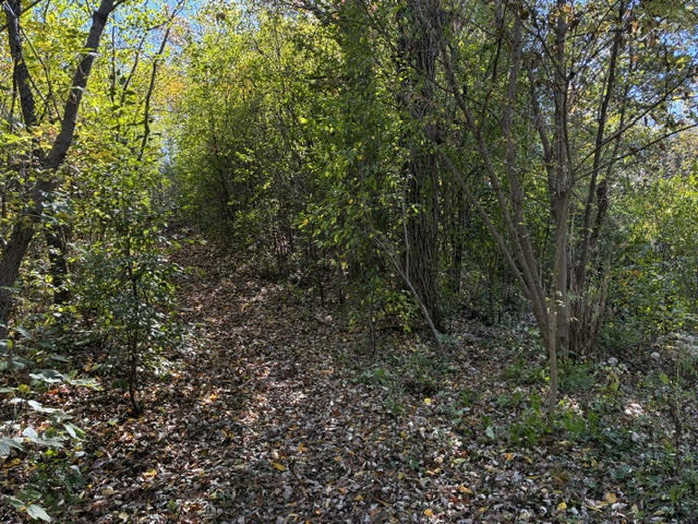 23976 West Beach Grove Road Antioch, IL 60002 - Photo 7 of 13 a view of a forest with lots of trees