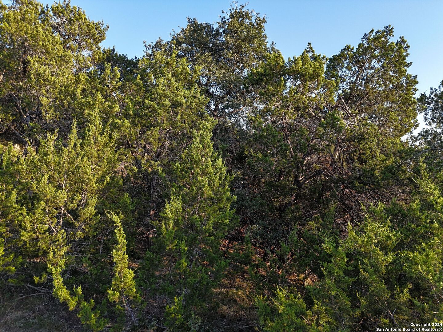 1167 Hancock Road Canyon Lake, TX 78133 - Photo 12 of 29 a view of a tree with a tree