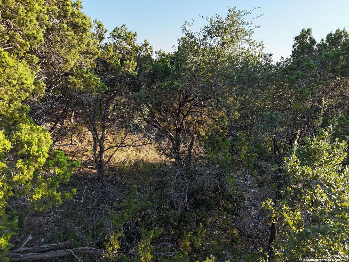 1167 Hancock Road Canyon Lake, TX 78133 - Photo 13 of 29 a view of a tree in a forest