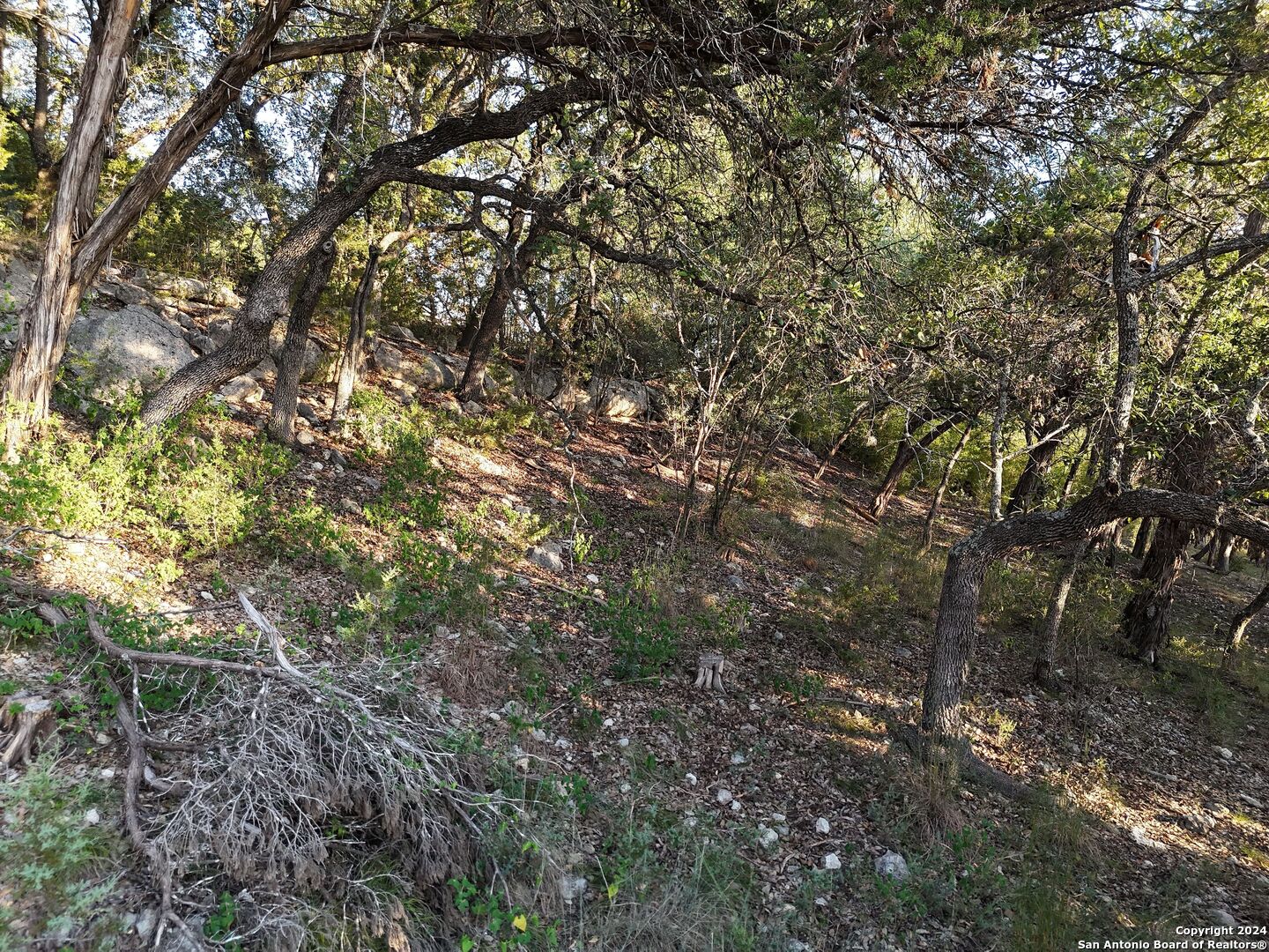 1167 Hancock Road Canyon Lake, TX 78133 - Photo 15 of 29 a view of a tree in a yard